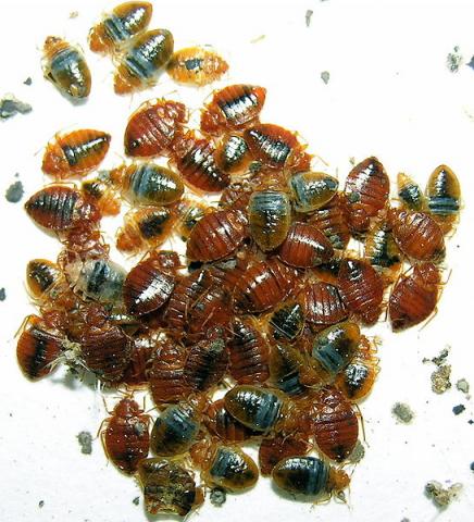 bed_bug-Cimex_lectularius2.jpg