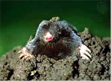 mole.jpg