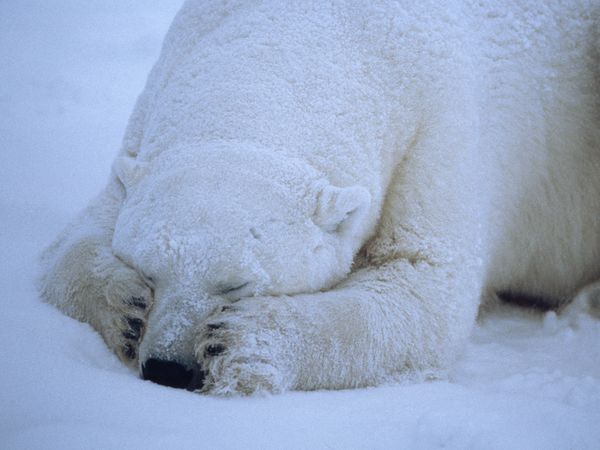 polar_bear2.jpg